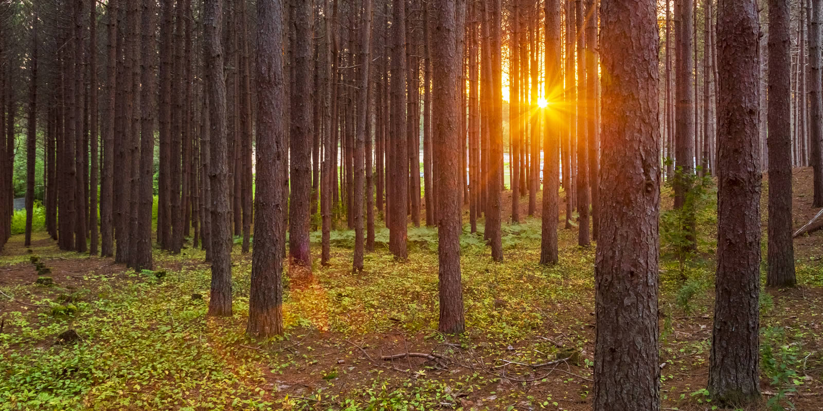 Timberland Value Depends on Many Factors LANDTHINK