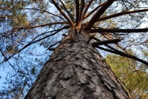Are Your Trees Making You Money?