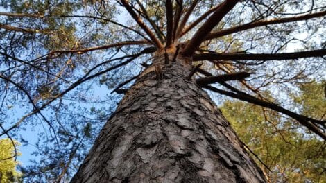 Are Your Trees Making You Money?