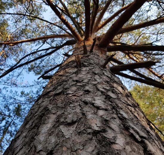 Are Your Trees Making You Money?