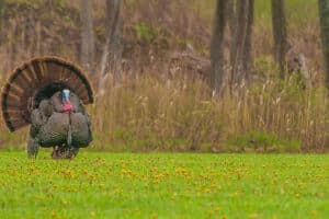 Time for Turkey Season: Here's What Hunters Need to Know