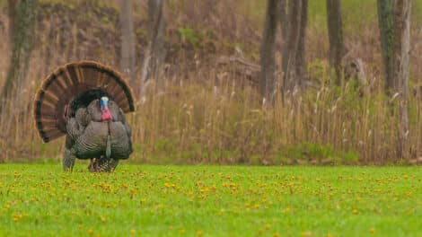 Time for Turkey Season: Here's What Hunters Need to Know