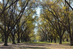 U.S. Pecan Industry - Money Does Grow on Trees