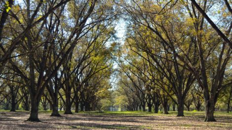 U.S. Pecan Industry - Money Does Grow on Trees