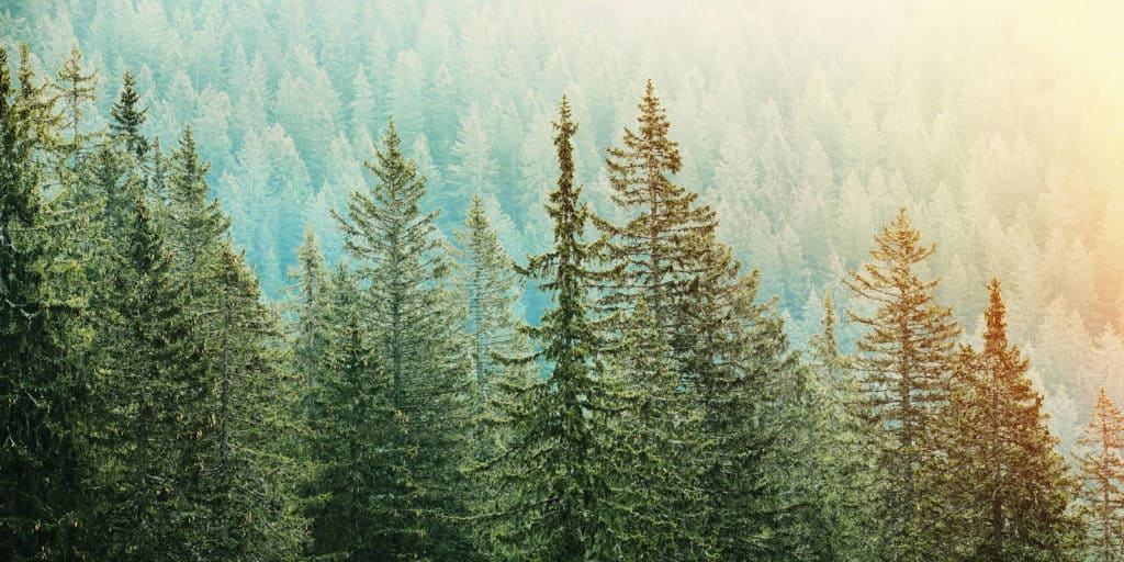 Understanding Timber Value Part I LANDTHINK