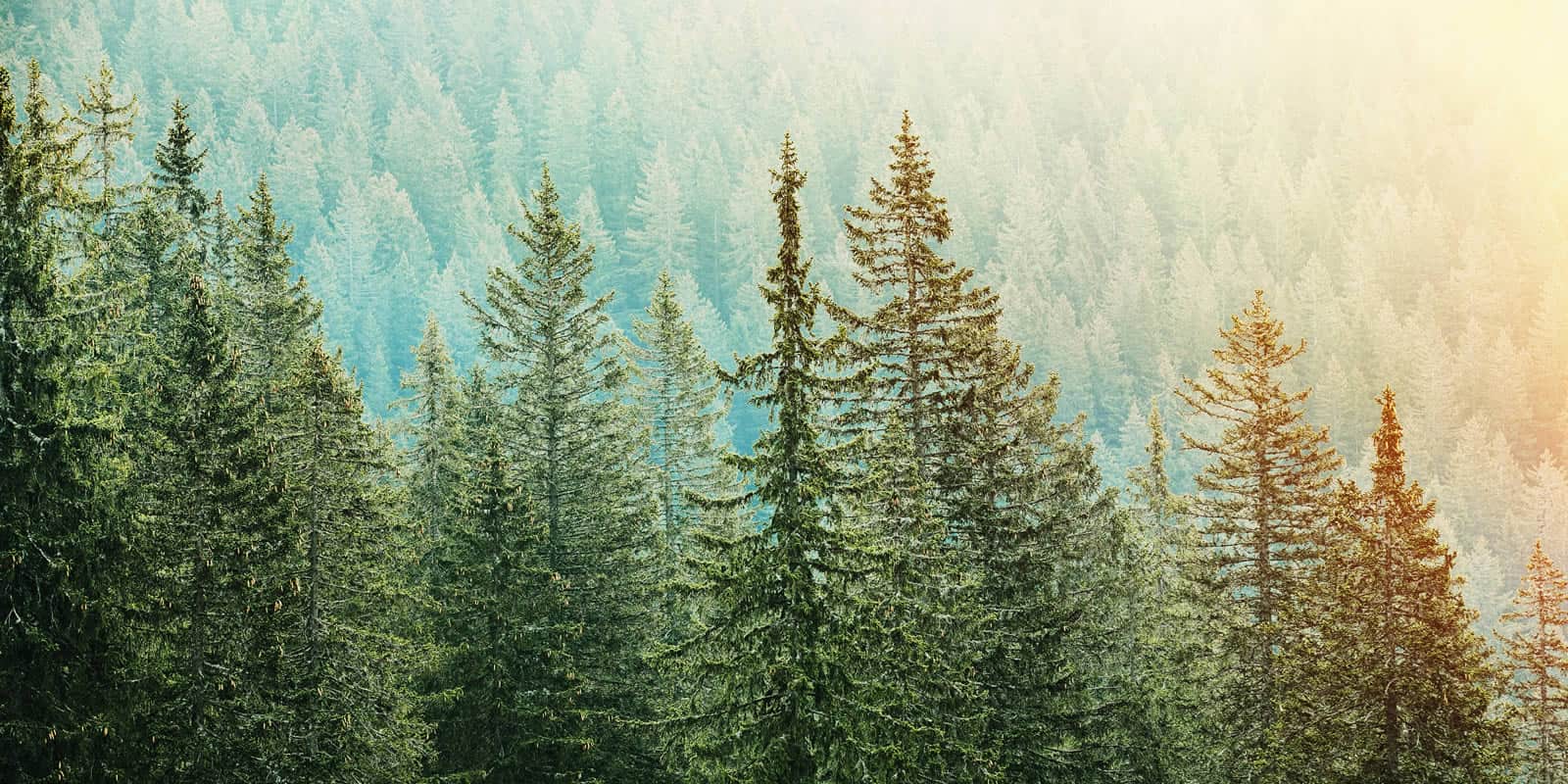 Understanding Timber Value Part I LANDTHINK