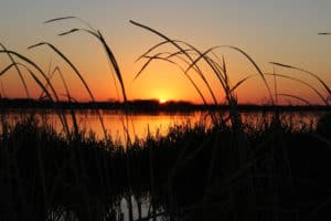 Understanding Wetlands Reserve Easements