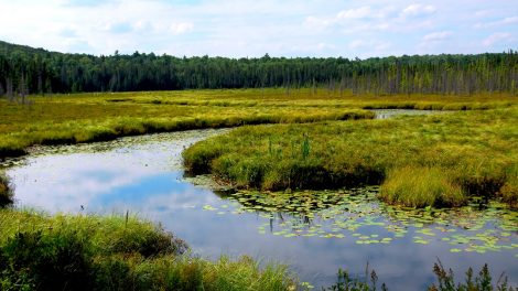 U.S. Wetlands Face a Tough Road Ahead in the Absence of a New Farm Bill