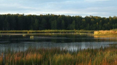 Wetlands can soak more than a buyer’s feet