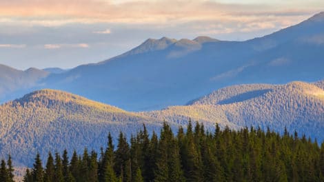 Weyerhaeuser’s Dividend and Debt: Summary Analysis