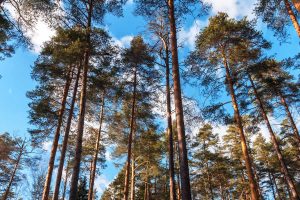 What You Need To Know About Forestry Genetics