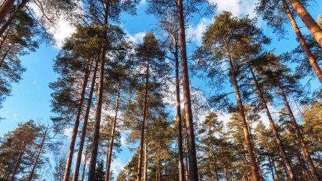 What You Need To Know About Forestry Genetics