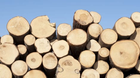 Which Forest Industry Firms Use the Most Wood in the United States?