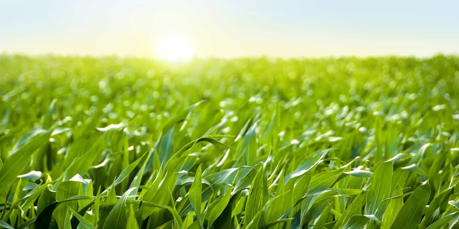 Why and How To Invest in Farmland Online LANDTHINK