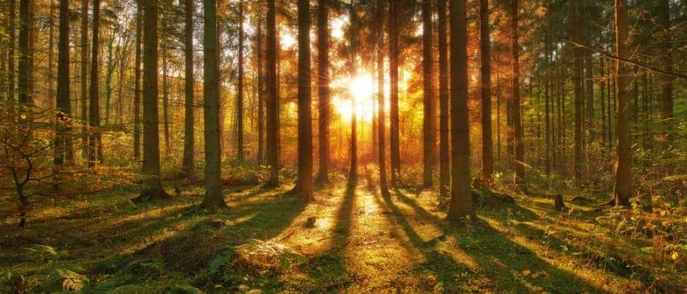 Why Does Forestry Certification Matter to a Land Buyer?