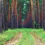 Why Hasn't My Timber Increased in Value? (Part 1)