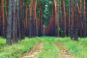 Why Hasn't My Timber Increased in Value? (Part 1)