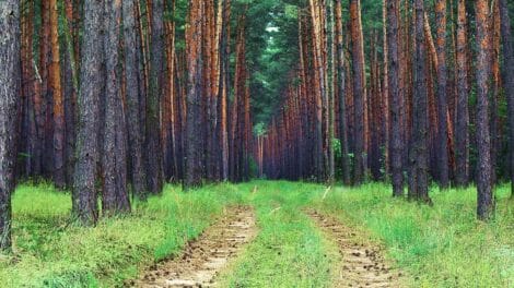 Why Hasn't My Timber Increased in Value? (Part 1)