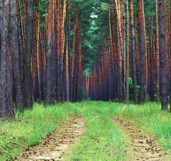 Why Hasn't My Timber Increased in Value? (Part 1)