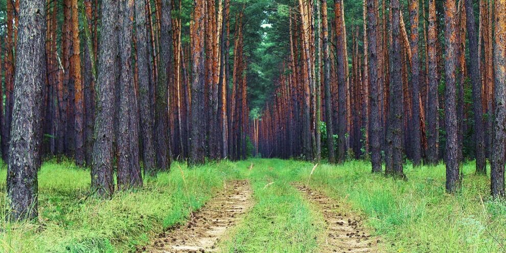 Why Hasn't My Timber Increased in Value? (Part 1)