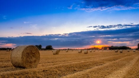 Why Professional Investors are Rushing Into Farmland