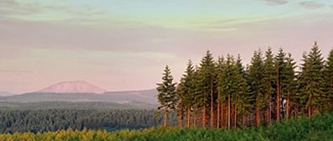 Wood Bioenergy: Impacts on Timberland Investors from Biofuels Projects