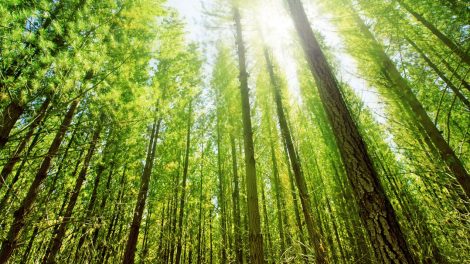 Wood Bioenergy Reality Check for Timberland Investors