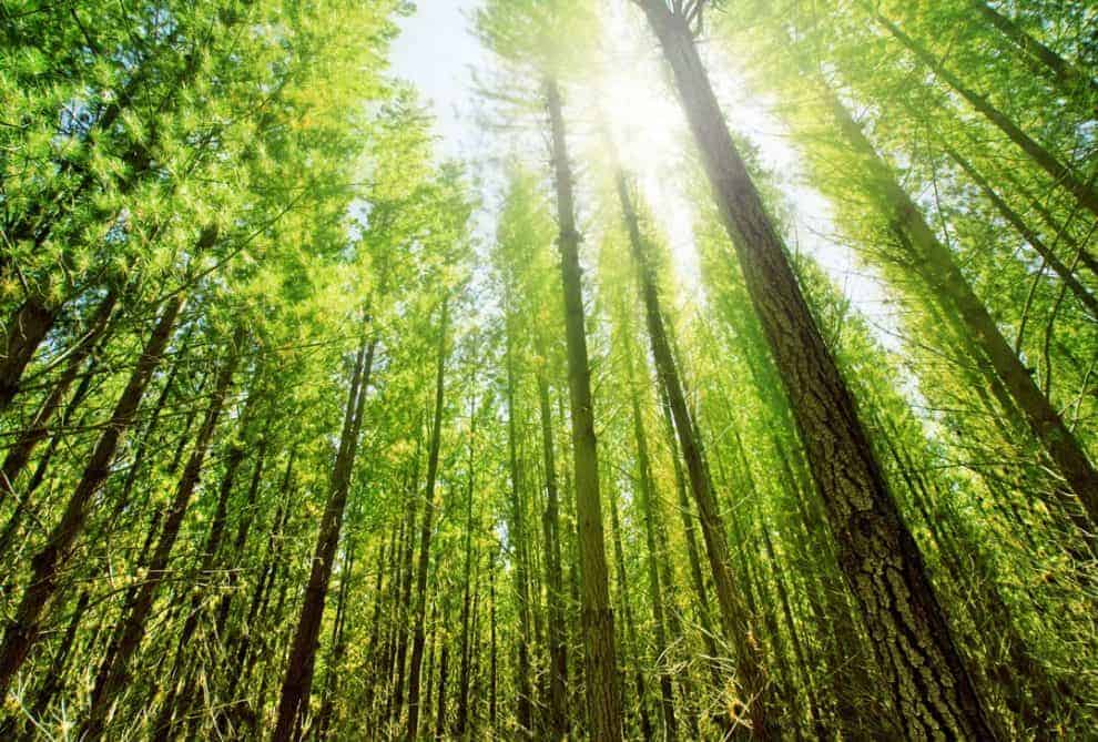 Wood Bioenergy Reality Check for Timberland Investors