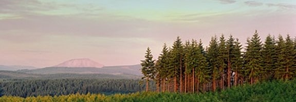 Wood Bioenergy: Impacts on Timberland Investors from Biofuels Projects