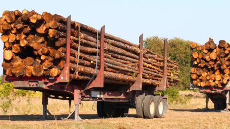 Wood Fiber Markets and Timberland Investing