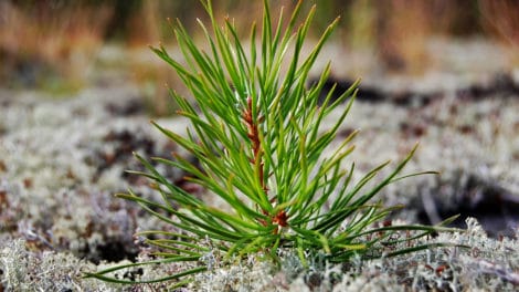 You Should Reforest, Even If You Might Not Live To See the Harvest