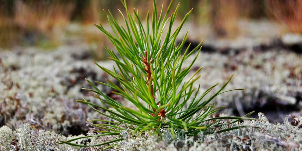 You Should Reforest, Even If You Might Not Live To See the Harvest